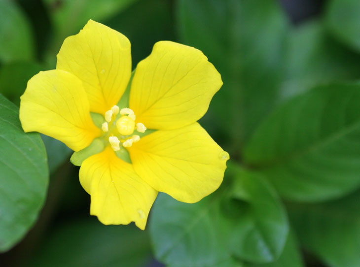 yellow pond flower