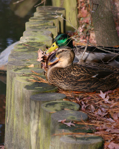 roosting mallards Anas platyrhynchos