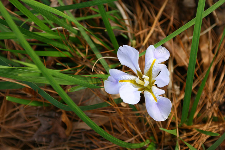 unknown lily, maybe