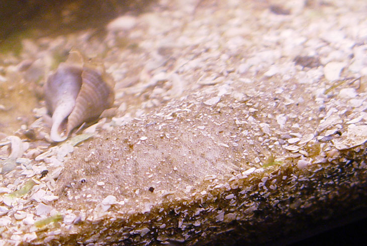 tiny flounder camouflaged in substrate