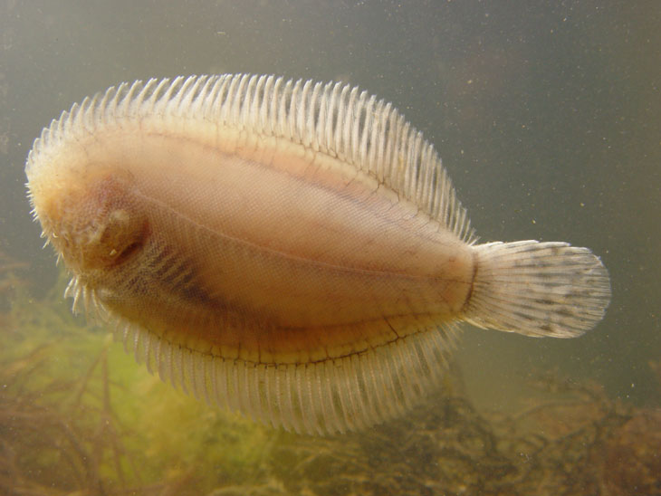 flounder bottom view