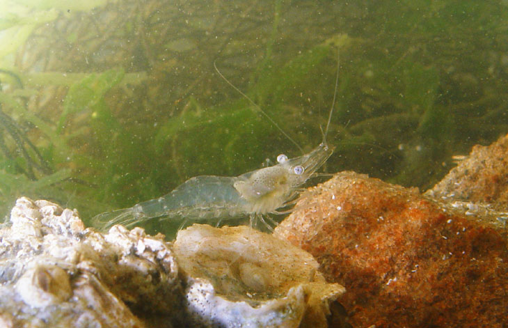 grass shrimp Palaemonetes pugio