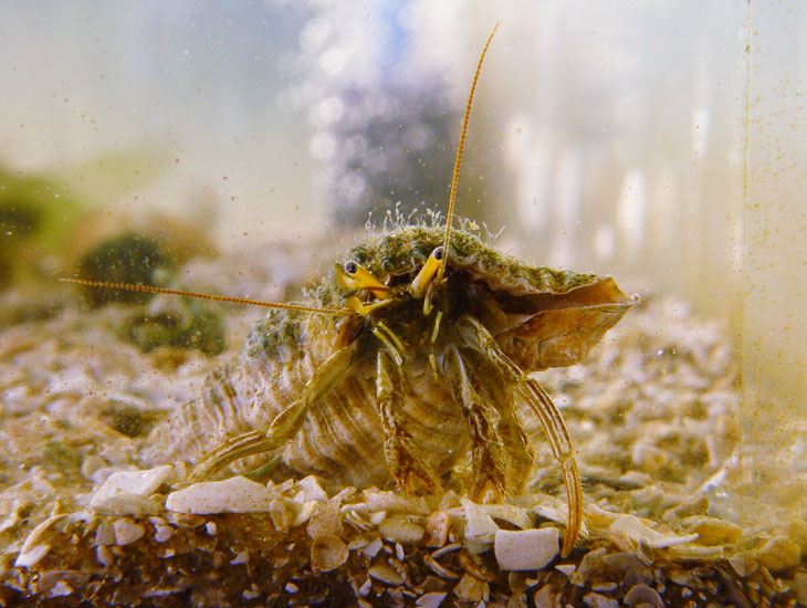 small hermit crab portrait