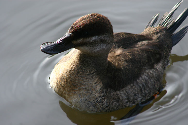 unknown duck species