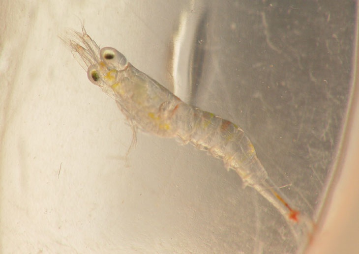 newborn grass shrimp Palaemonetes pugio