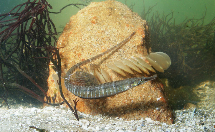 Gulf pipefish Syngnathus scovelli