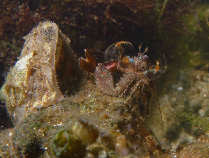porcelain crab in feeding display