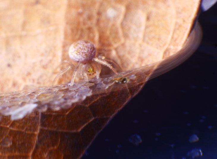 tiny spider against water surface tension