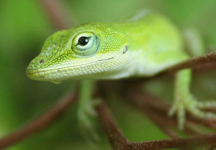 juvenile green anole closeup
