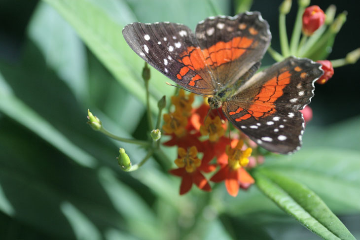 Scarlet peacock Anartia amathea on few-flowered milkweed Asclepias lanceolata