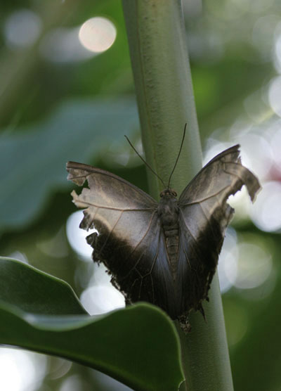 tattered owl butterfly Caligo memnon