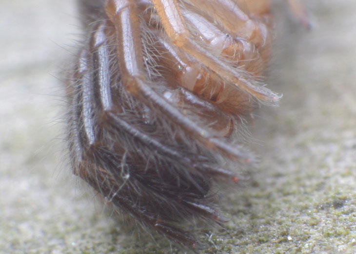 spider anterior median eye visible between legs