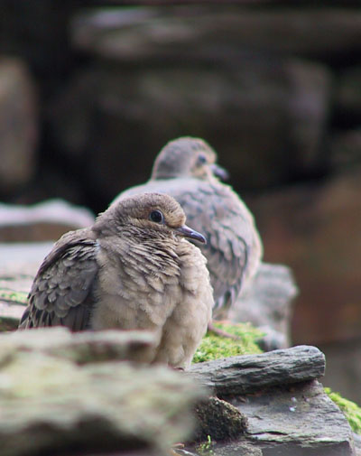 mourning doves huddled against the cold