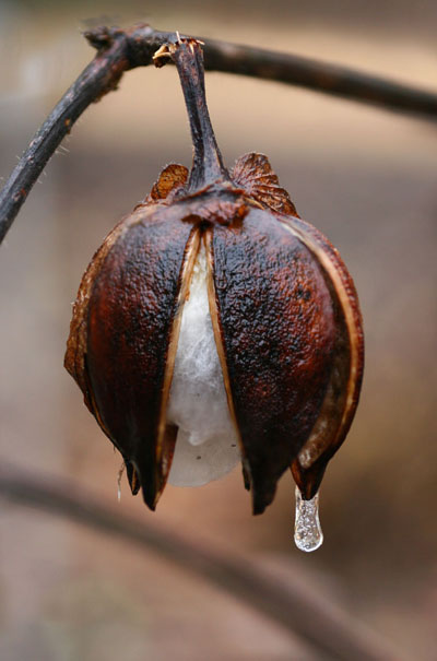 cotton pod with frozen drip