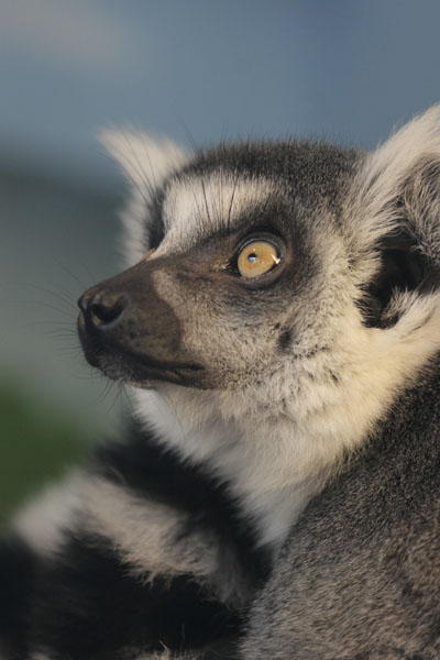 ring-tailed lemur Lemur catta portrait