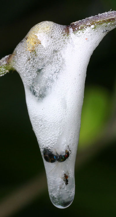 spittlebug nymph with victims of defensive foam