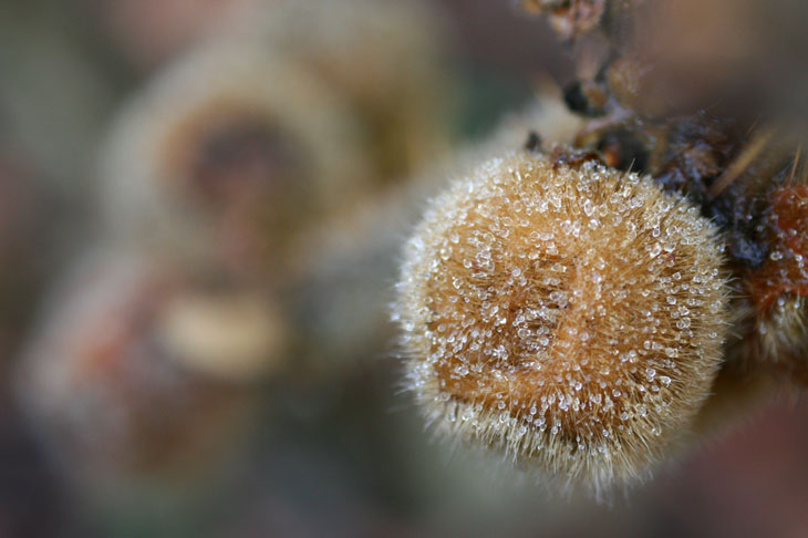 Frozen mist on naranjilla