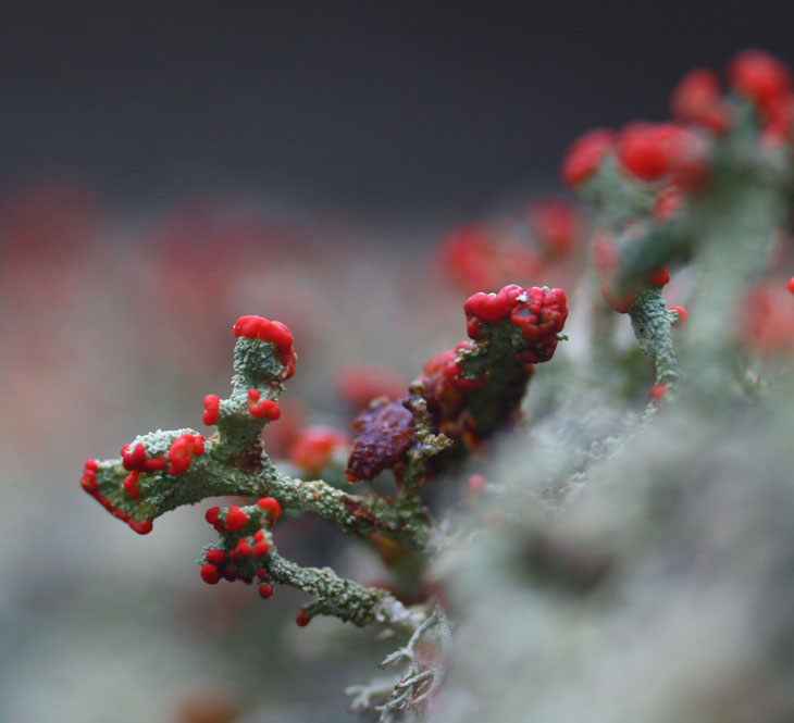 close-up of lichens