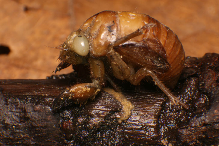 cicada nymph on tree root
