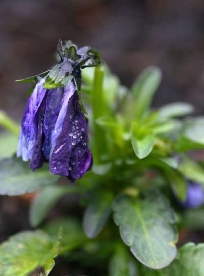 frozen mist on dying purple flower