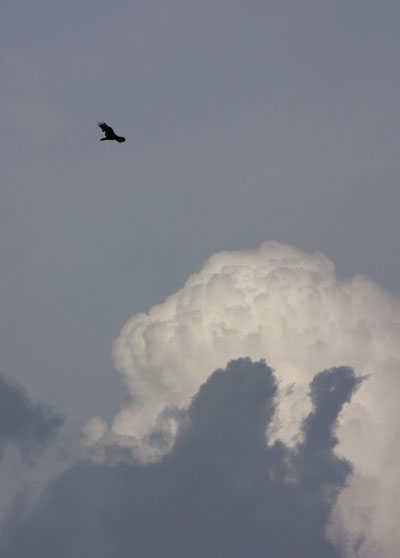 turkey vulture over growing thunderheads