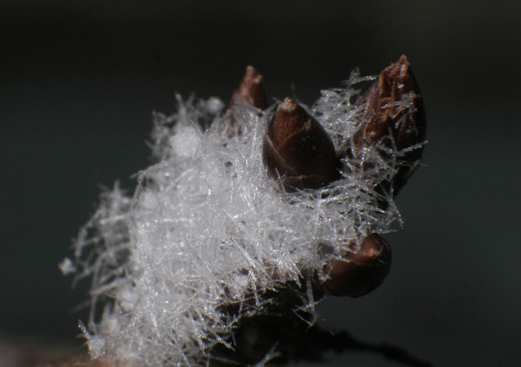 ice needles on cherry tree buds