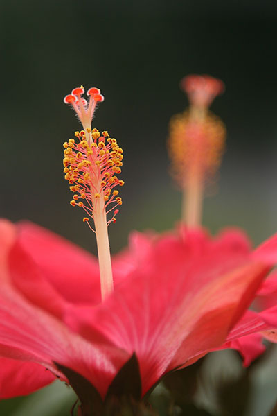 red hibiscus blooms