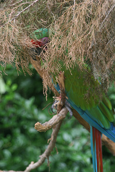 Great green macaw Ara ambiguus trying to hide