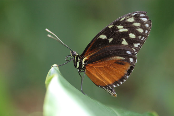 tiger longwing Heliconius hecale profile