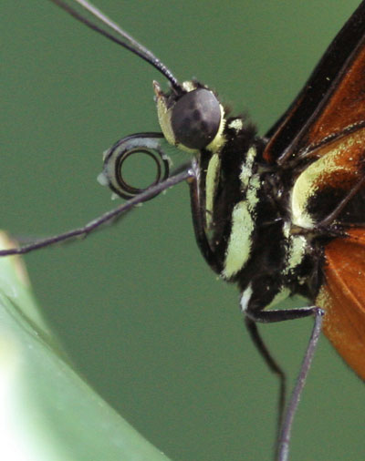 tiger longwing Heliconius hecale with encrusted proboscis