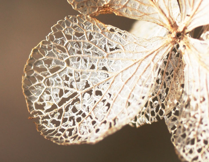 oak-leaf hydrangea Hydrangea quercifolia blossoms in winter