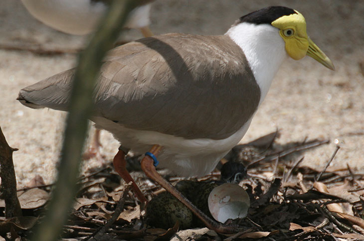 masked lapwing Vanellus miles with newborn chick