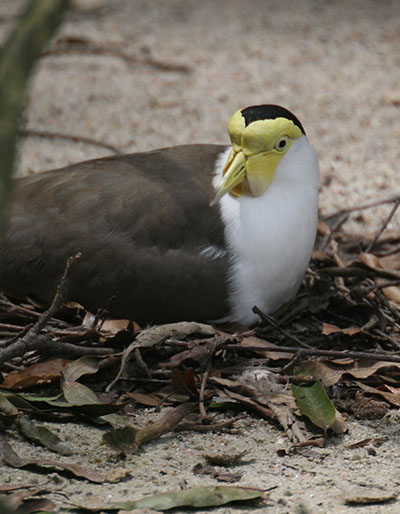 Masked lapwing Vanellus miles on nest