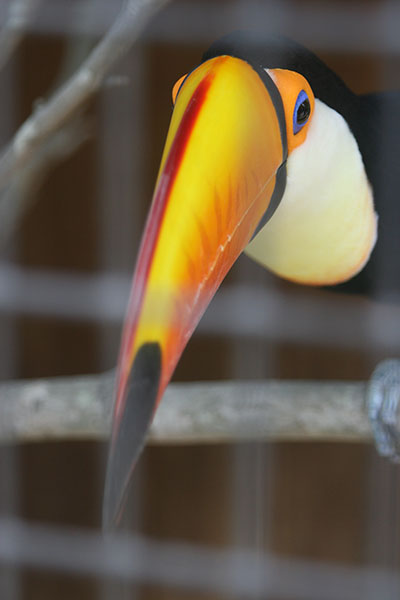 Toco toucan Ramphastos toco behind fence