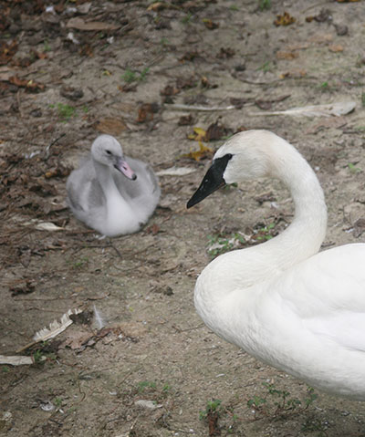 Trumpeter swan Cygnus buccinator adult and cygnet