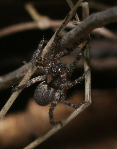 unknown tiny hunting spider