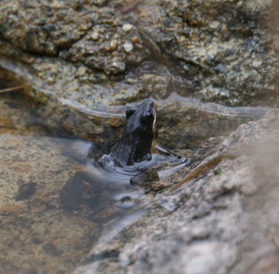 chorus frog playing it cool when people are about