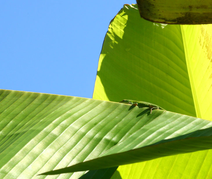 green anole Anolis carolinensis on banana leaf