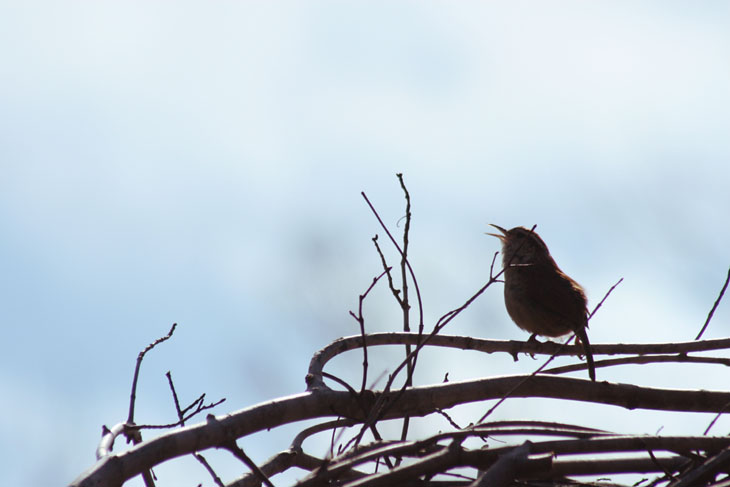 Carolina wren Thryothorus ludovicianus calling