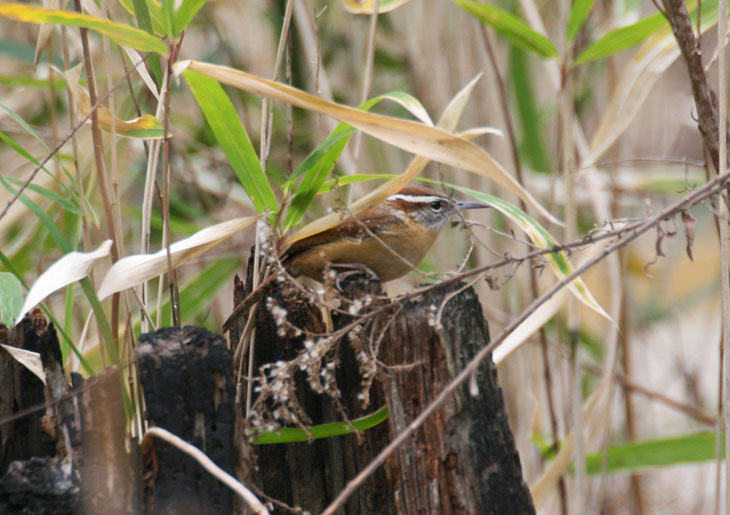 Carolina wren Thryothorus ludovicianus on burned stump