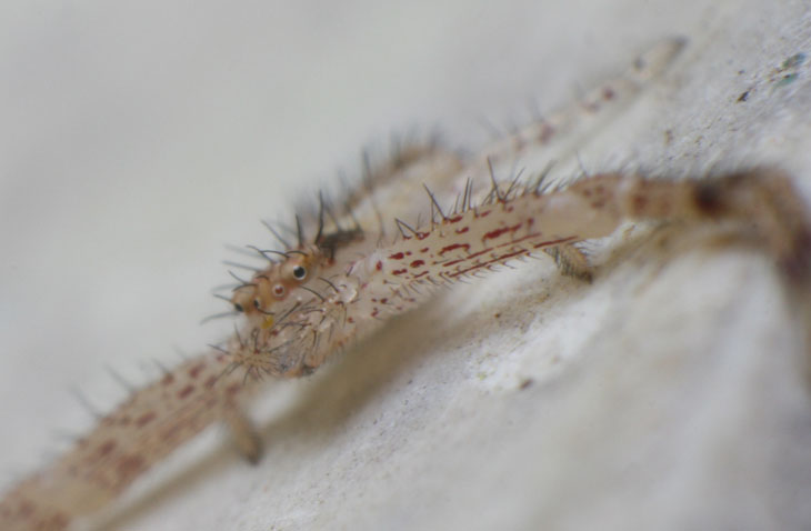 crab spider Thomisidae on pot edge