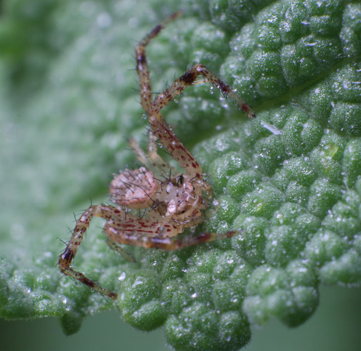 crab spider Thomisidae possibly enjoying the mist