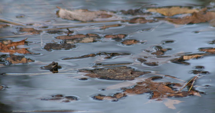 southern chorus frog Pseudagris nigrita nigrita successfully being subtle