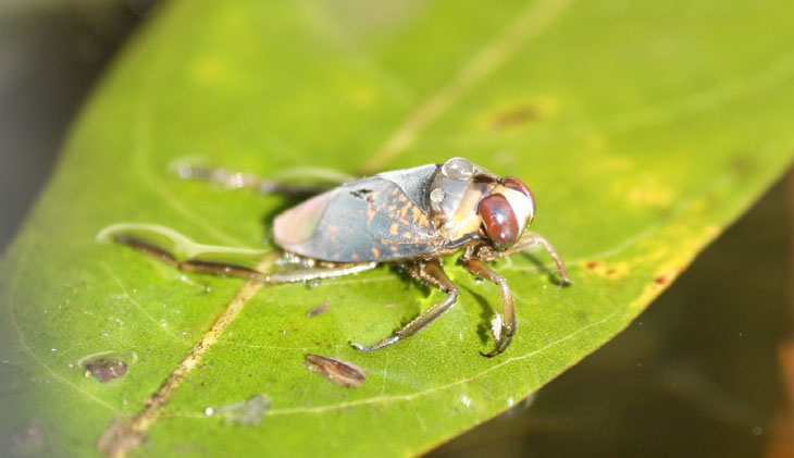 backswimmer bug Notonectidae out of water on leaf