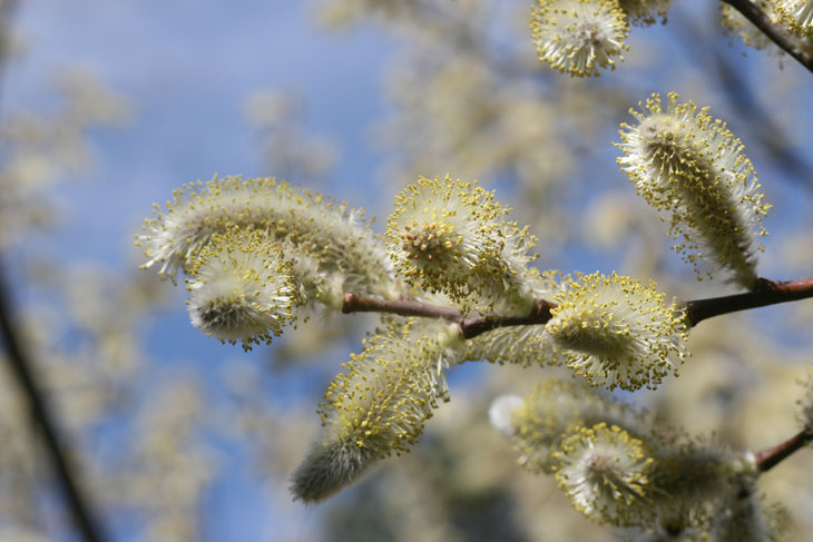 pussywillow blooms against blue sky