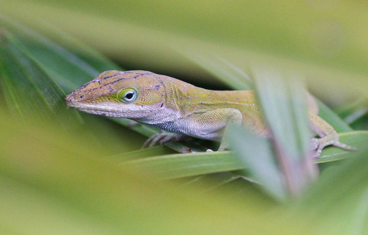 green anole Anolis carolinensis being cagey