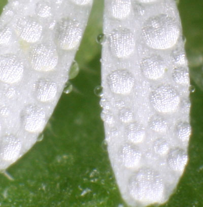 water drops on petals acting as lenses