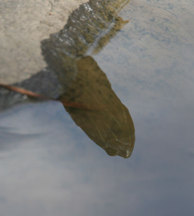 turtle reflection portrait in pond's surface