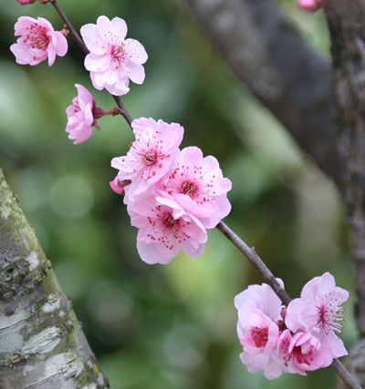 hybrid plum blossoms Prunus cerasifera 'Atropurpurea' x Prunus mume