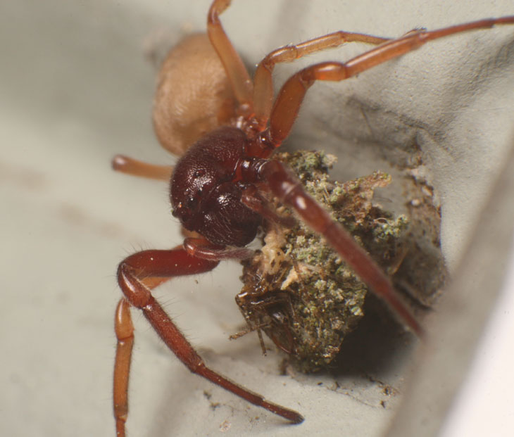 spider, possibly Gnaphosidae, with captured green lacewing larva Chrysopidae